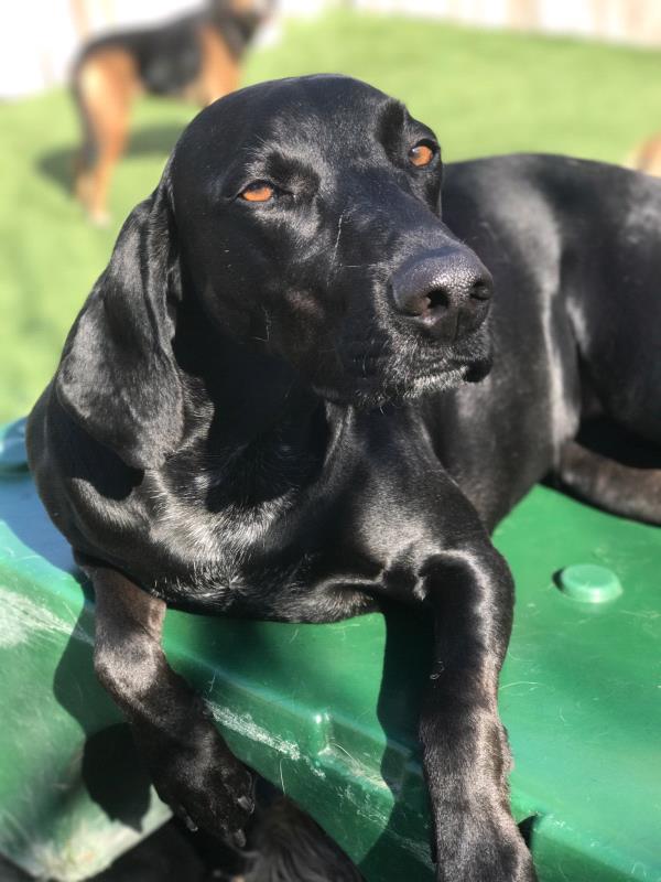 /Images/uploads/Southeast German Shorthaired Pointer Rescue/segspcalendarcontest2018/entries/8688thumb.jpg